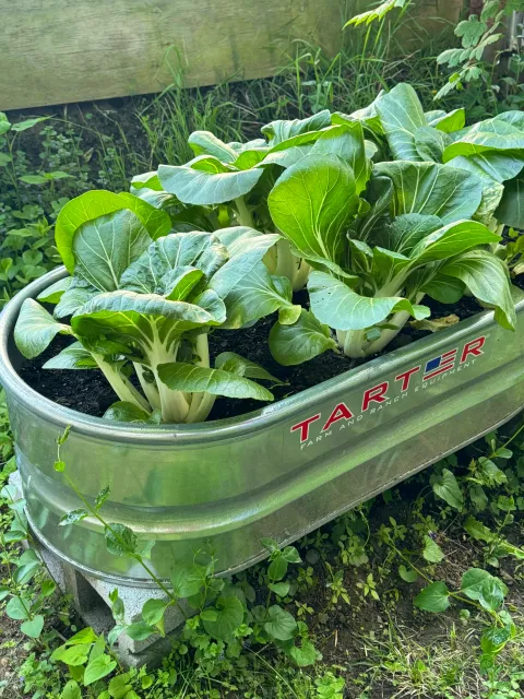 Green leafy plants growing in a metal container labeled "Tarter Farm and Ranch Equipment,” placed outside among small weeds and plants.