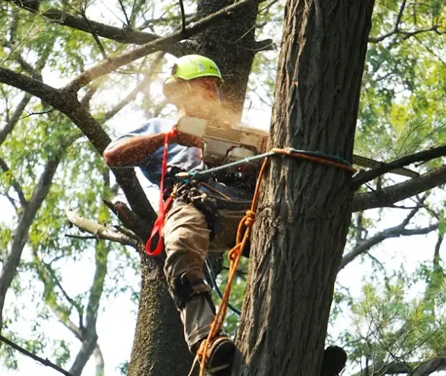 Tree trimming on residential property