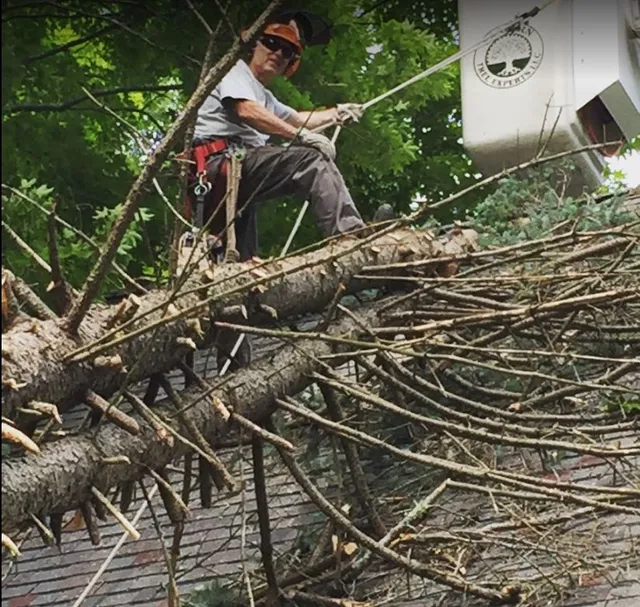 Eastern Tree Experts LLC work photo