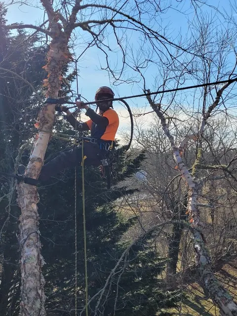 Beetlebung Tree Care - SavATree work photo