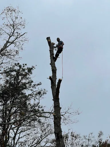 Supreme tree service inc work photo