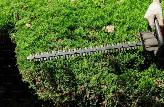 Hedge Trimming Services
