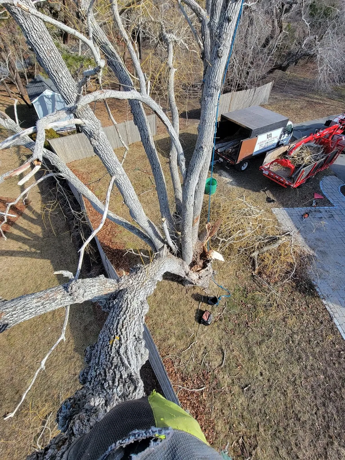 Person standing in a leafless tree, looking down at a red lawn tractor and shed below.