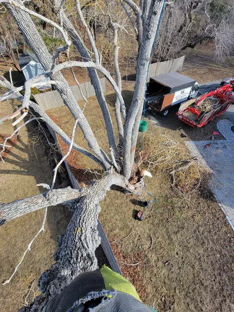 Person standing in a leafless tree, looking down at a red lawn tractor and shed below.