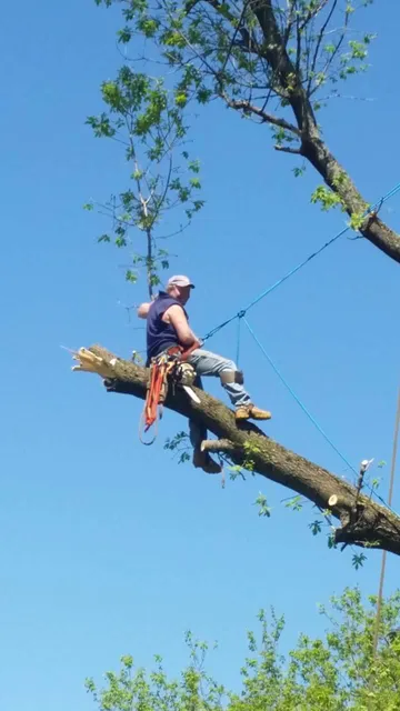 Just Jay 'N Tree Service work photo