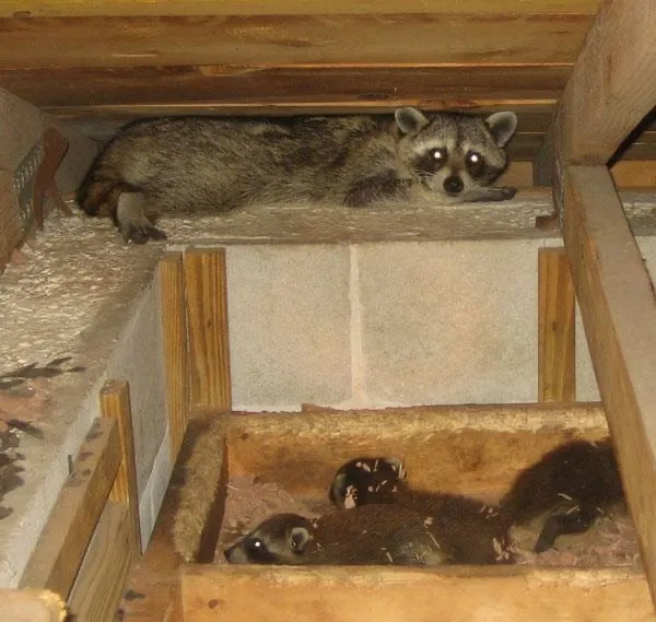 Goldeneye Home Inspections LLC