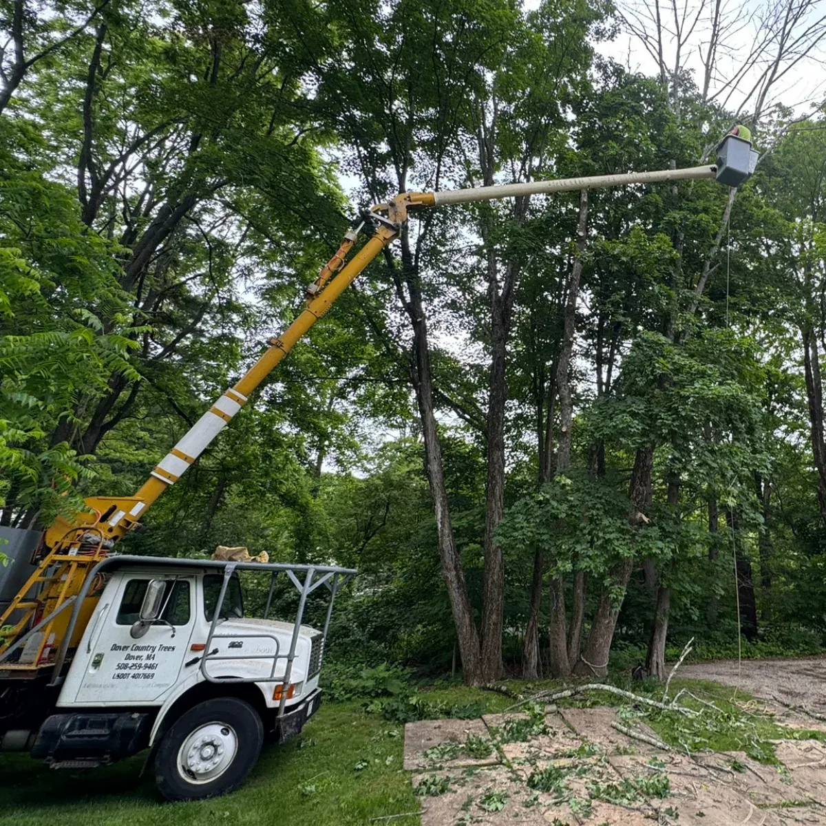 work photo from dovercountrytrees.com