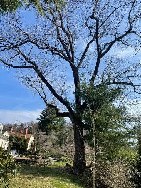 work photo from martineztreework.com