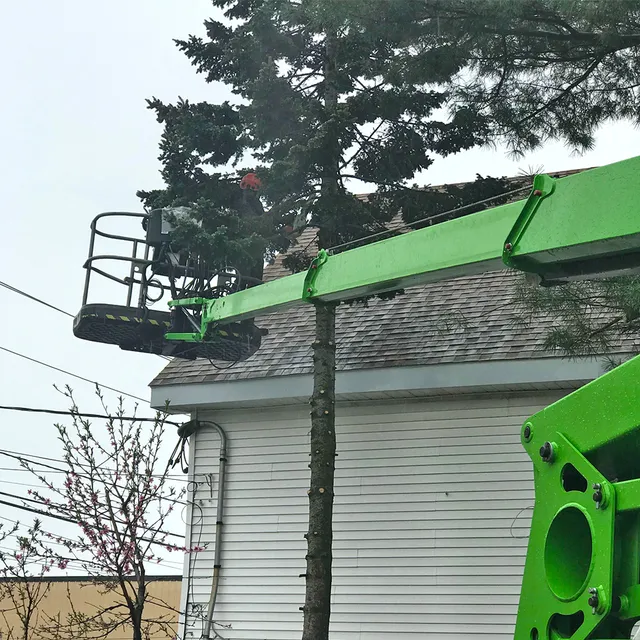 Pro Tree Service researched project photo