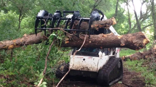 Ansonia Tree Service Experts work photo