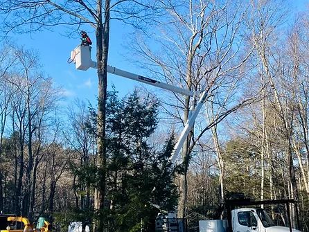image of arborist in aerial lift bucket truck pruning maple tree
