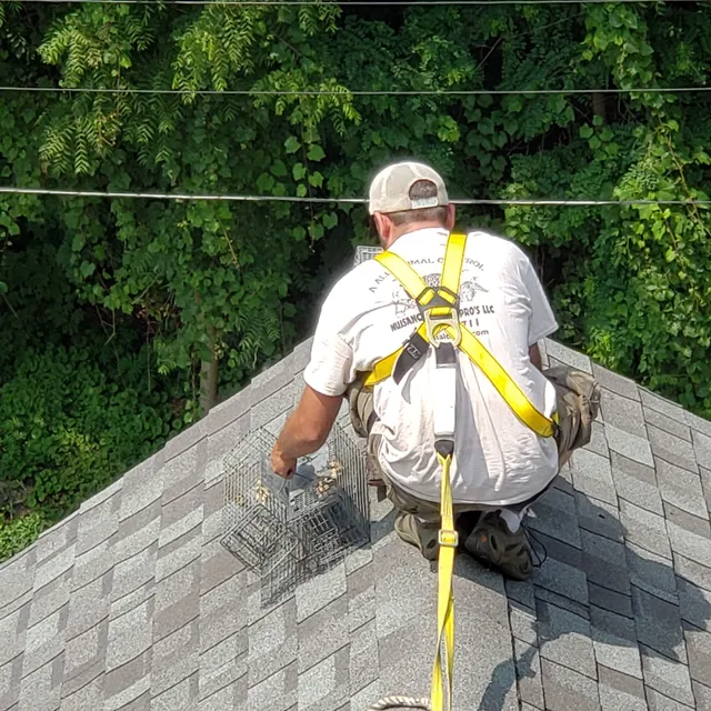 Nuisance Wildlife Pros work photo