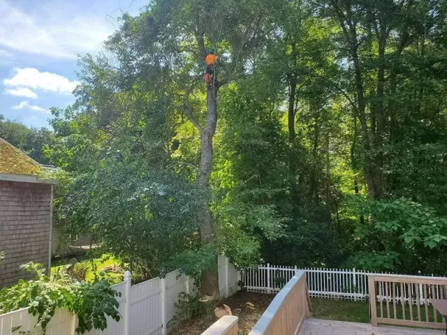 Backyard deck and white fence beside tall trees in bright daylight