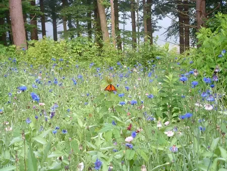 Butterfly visiting native wildflowers in a tall-grass pollinator meadow