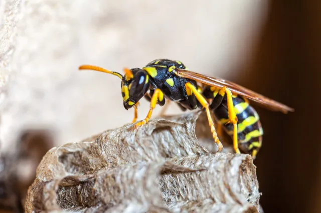 Stinging insects pest control in Southern Maine