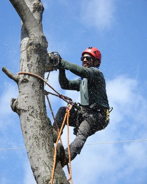 Matt Mitko Expert Tree Climber work photo