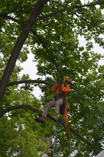 Northern Berkshire Tree Care work photo
