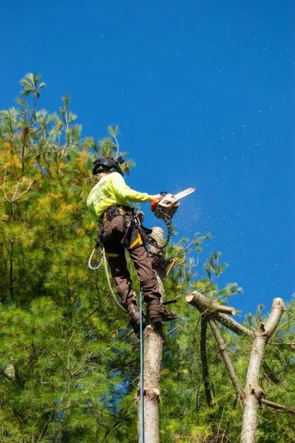 work photo from dunfordtree.com