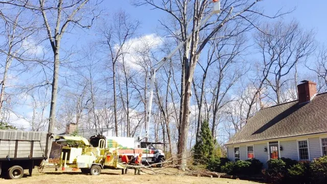Tanners Tree Service LLC work photo