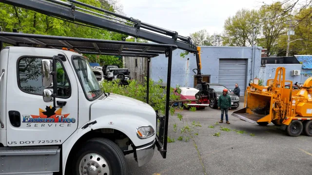 Eastern Tree Service researched project photo