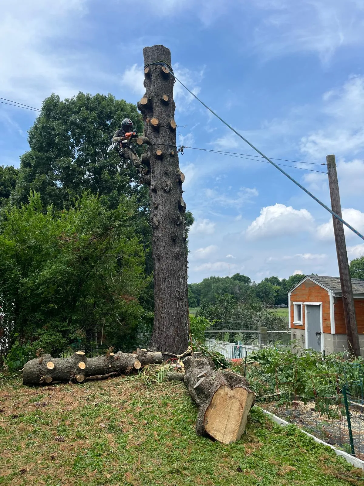 work photo from palmertreeservice.com