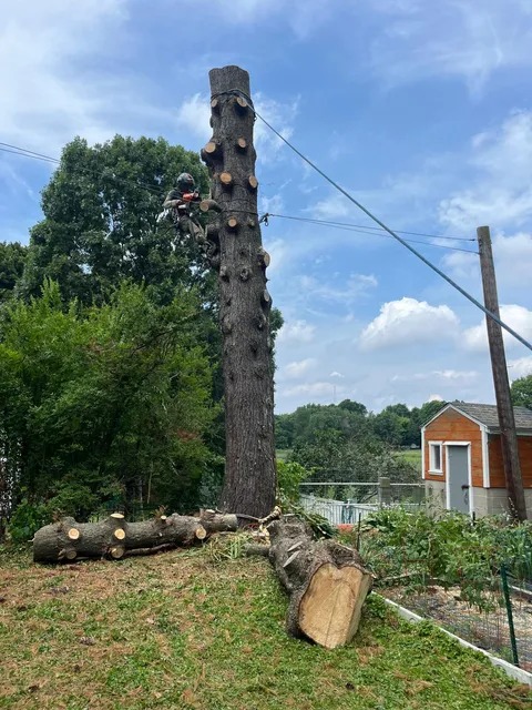 work photo from palmertreeservice.com