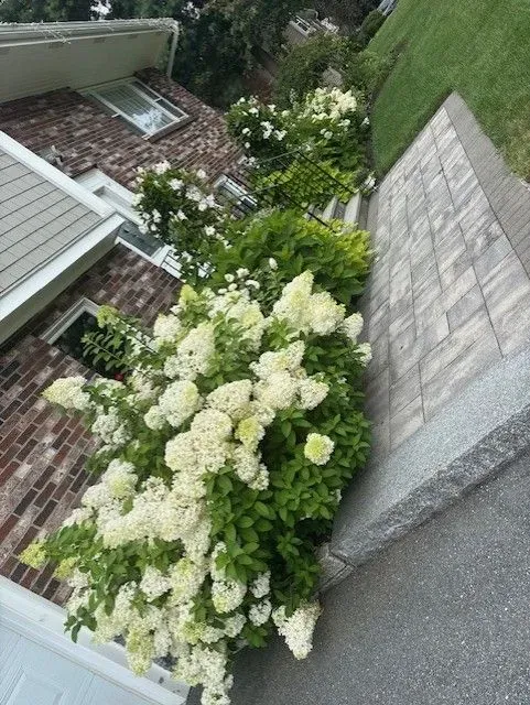 A brick building with white and green flowering bushes along a paved path and retaining wall.