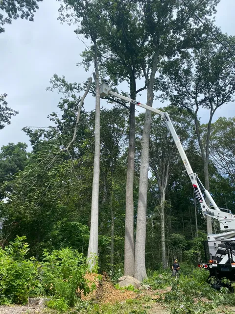 Tree being trimmed by a bucket truck; sunny day with green foliage surrounding.