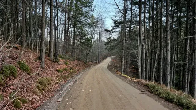 Dirt road winds through a forest of tall trees with bare branches, under a bright sky.