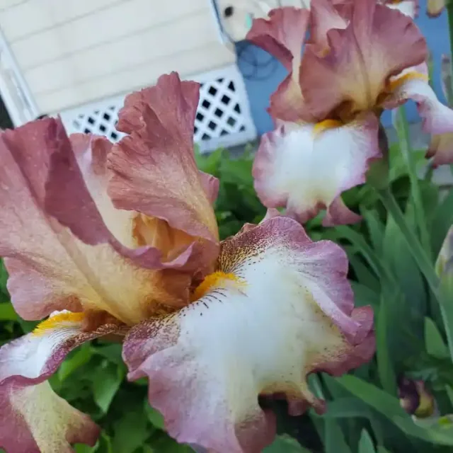 Organic gardening in Northampton Massachusetts.
