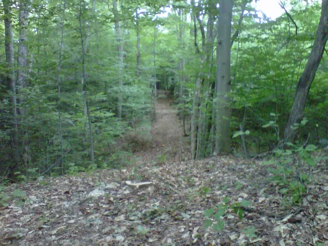 work photo from gallaghertreeandlandscape.com