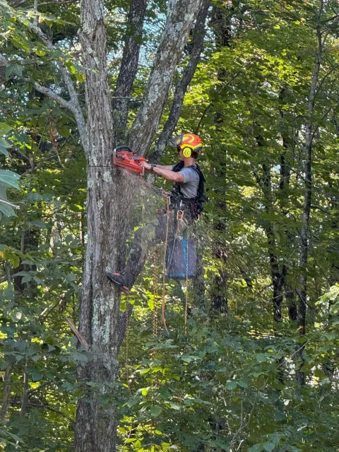 A man wearing a helmet and safety gear is cutting a large tree with a chainsaw surrounded by dense green leaves in a forest.