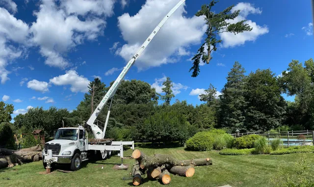 GA Tree Service work photo