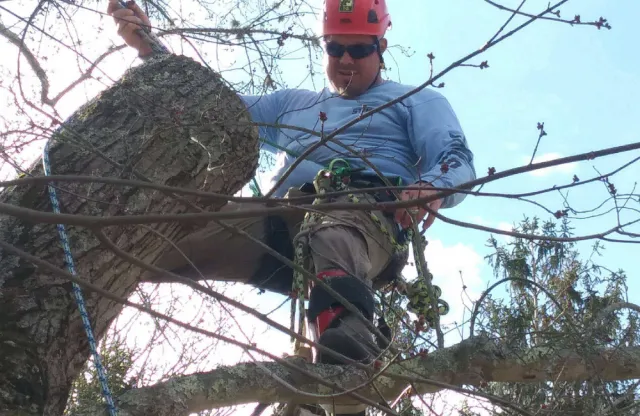Cooks Tree Care Tree Removal Near Me.jpg