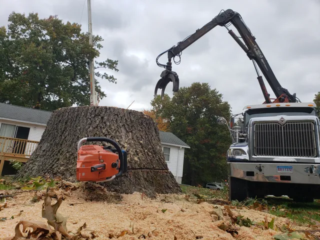 Grand Tree Care work photo