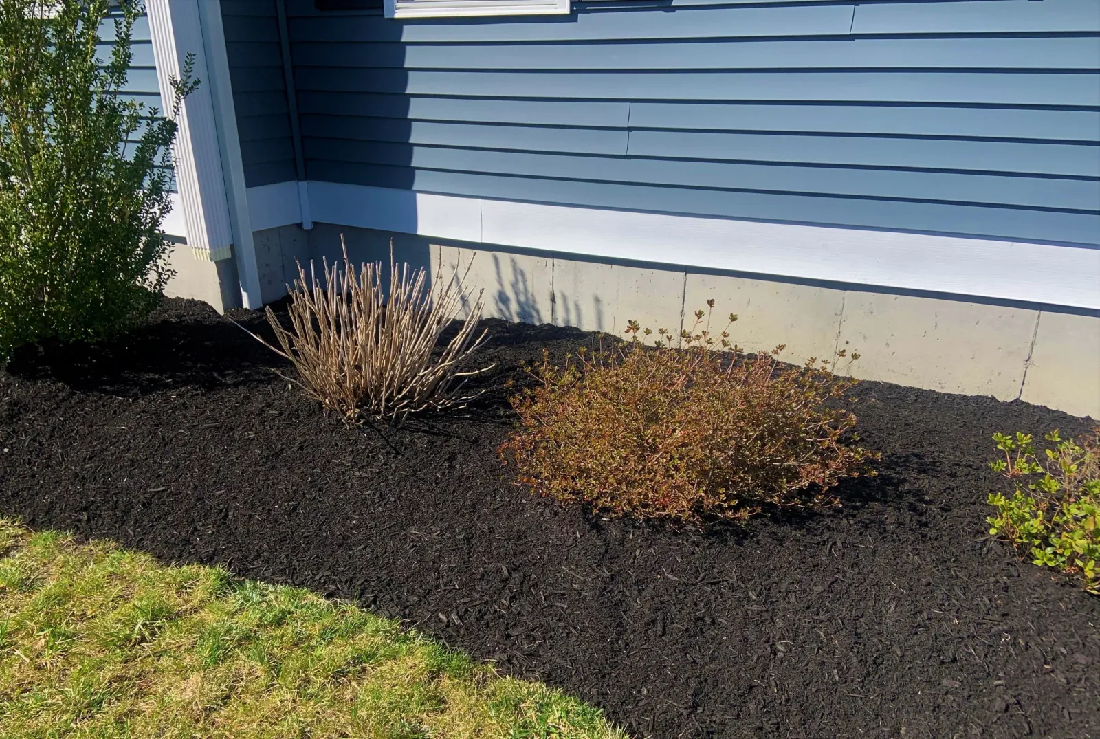 Landscape with black mulch, shrubs, and blue siding.