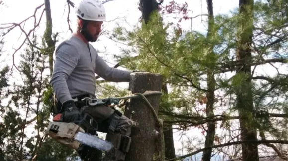 Woodchucks Tree Service work photo