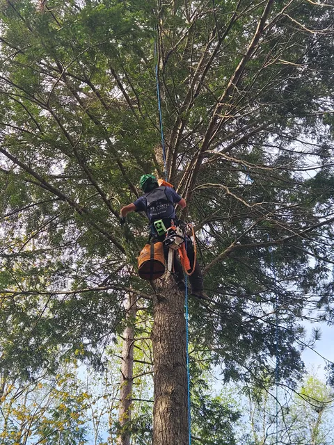 Lake Sunapee Tree Service work photo