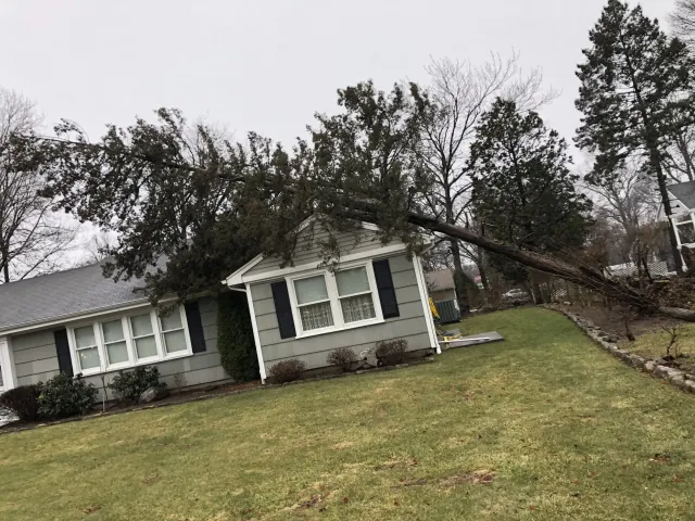 work photo from sandovaltreeservice.com