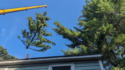 Rustys Tree Service work photo