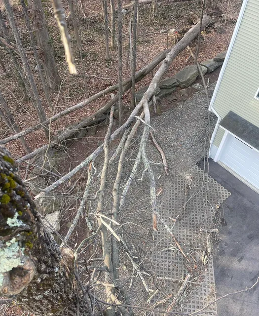 Top Notch Tree management service