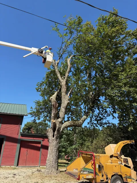work photo from sunderlandtreeservice.com