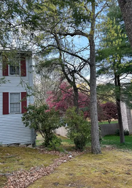 Before tree removal: overgrown tree beside a white house with red shutters