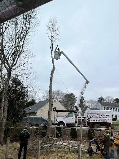 Tim Baker & Sons Tree Service work photo