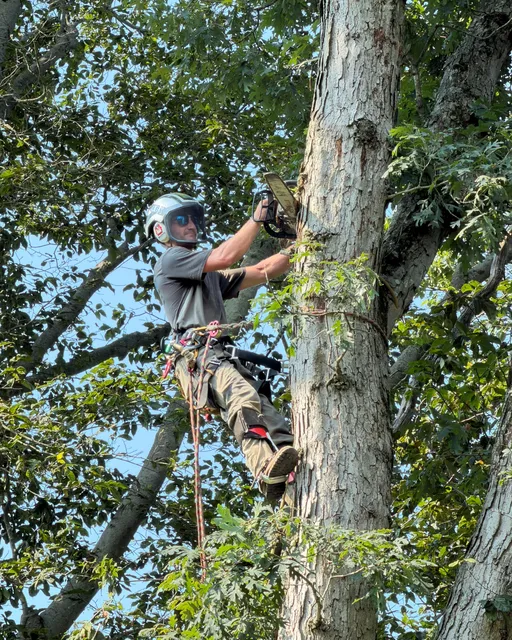 Jim's Tree Service work photo