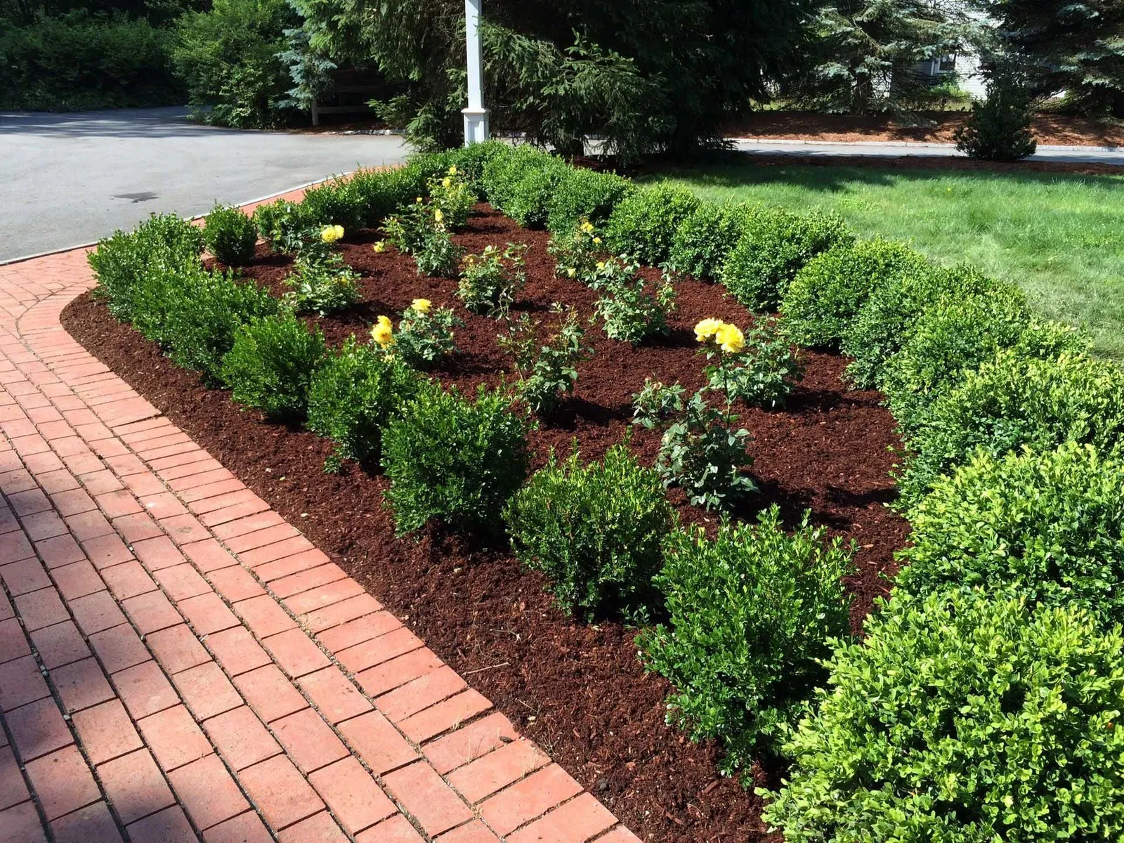 Red brick path borders a garden bed with green shrubs and yellow flowers.