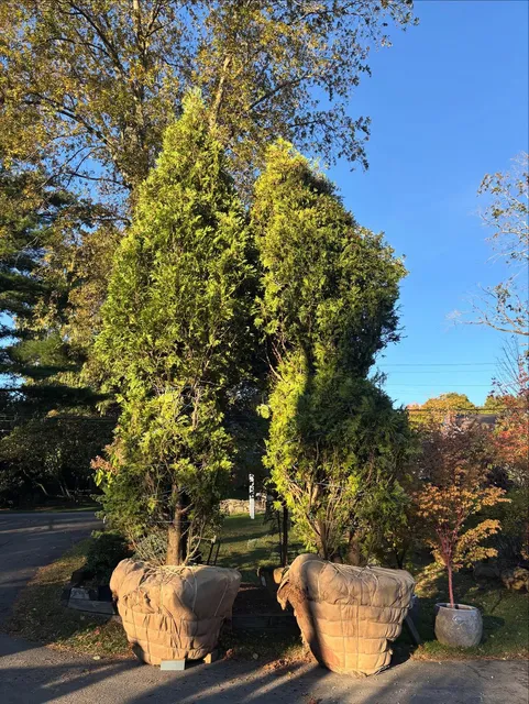 Those are some big privacy trees! Huge thanks to our neighbors @olivernurseries with the assist!