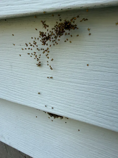 Spider hatchling infestation under vinyl house siding gap