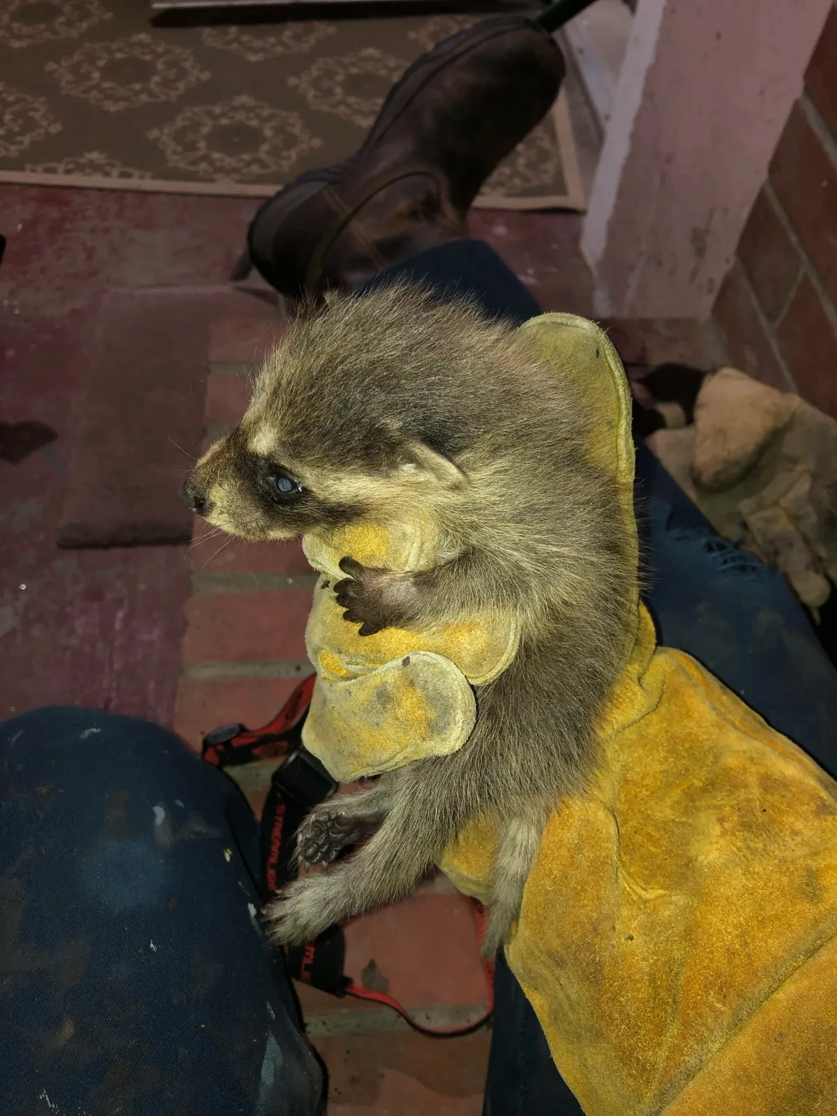 work photo from wmwildliferemoval.com