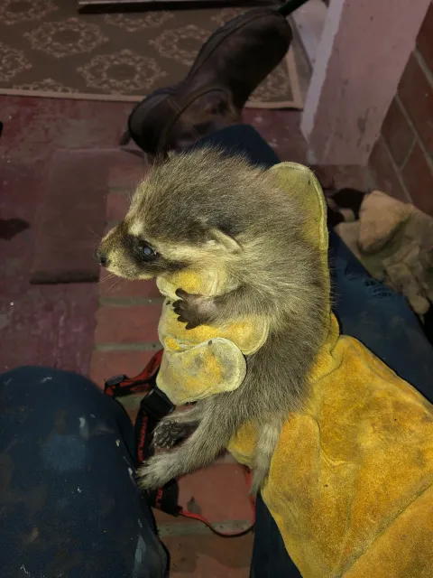 work photo from wmwildliferemoval.com